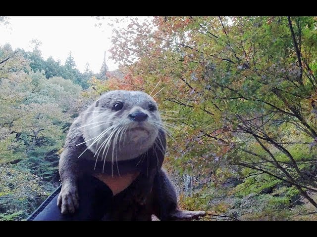 Where are the autumn leaves? PartⅠ [Otter life Day 153] 紅葉はどこ？