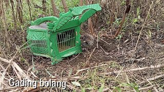 sipuyuh liarnya mutar2 menghadapi sipuyuh pikat(birdtrap)