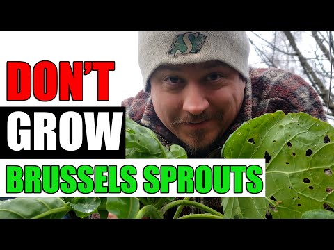 Video: Brussels Sprout Care - Losbladige, slecht gevormde kroppen fixeren