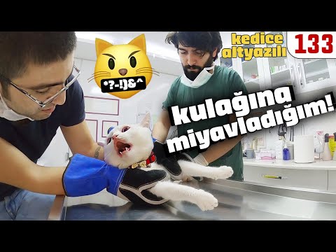 Küfretmeden Duramayan PAMUK ve SERCAN 😍 KEDİCE ALTYAZILI - Hastane Enfeksiyonu Tedavisi #DoBiDa 133