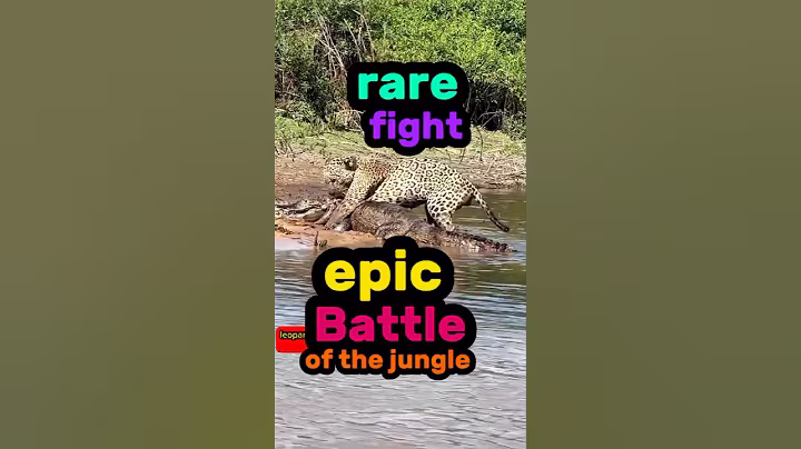 crocodile animals fight with leopard🇺🇸 #wildlife #animals #amazon #river #shorts #explore