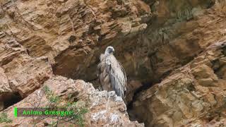 020 - Un vautour fauve trop sympa