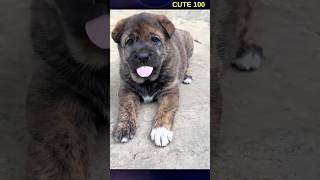 FF:451NF #shorts #cute #animals #pets #puppy #lovely #golden #goldenretreiver #goldenpupppy #funny