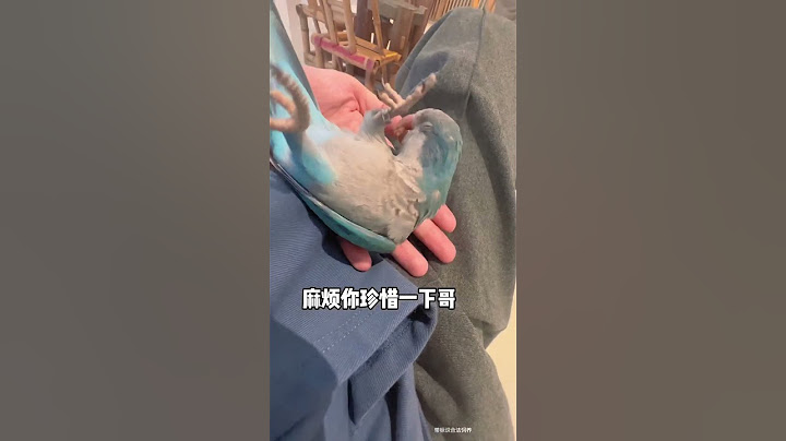 胖胖：请珍惜我，我可不是谁都贴的#小鸟互动 #搞笑 #pets #birds #parrot #animals #cute #funny #治愈#shorts
