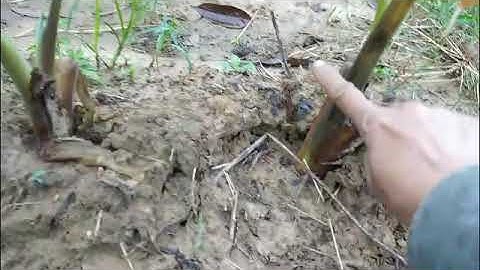 kỹ thuật chăm sóc cây khoai môn nhiều củ, củ đẹp