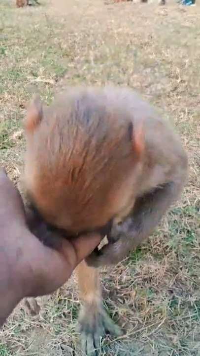 Cute #baby #monkey #short #video #117 #follow #cute #monkey #baby 🐒🐒🍼🍼🍼🍼🚩🚩🚩🚩