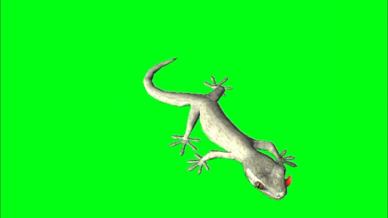  Lizard walking on wall Green screen Green Animal YouTube