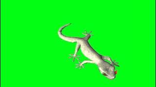 || Lizard walking on wall || Green screen || Green Animal ||