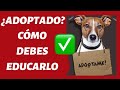 ¿Cómo EDUCAR un PERRO ADOPTADO? 🤔 - TODO lo que DEBES SABER (100% EFECTIVO) ✅