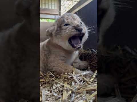 Video: Prekrasni lavovi mladunci Milost Zoološki vrt Mogo