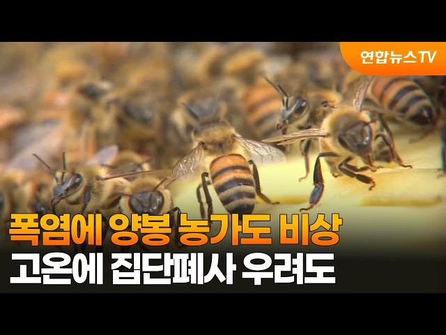 폭염에 양봉 농가도 비상…고온에 집단폐사 우려도 / 연합뉴스TV (YonhapnewsTV)