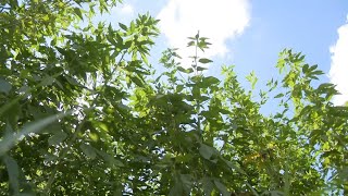 Fifth Ward residents say overgrown lot has become a dangerous eyesore after city stopped maintaining