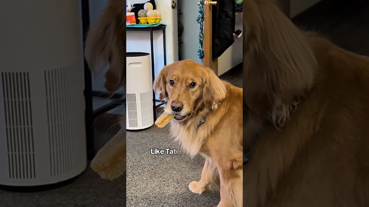 The Moment My Dog Realized No More Snacks 