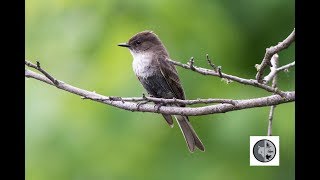 Eastern Phoebe