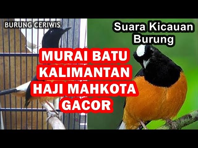 SUARA KICAUAN BURUNG MURAI BATU KALIMANTAN HAJI MAHKOTA GACOR COCOK BUAT MASTERAN class=