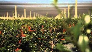 Camellias & Companion Plants : Garden Savvy