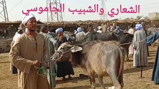 اسعار الشبيب والشعاري الجاموسي بسوق اسنا