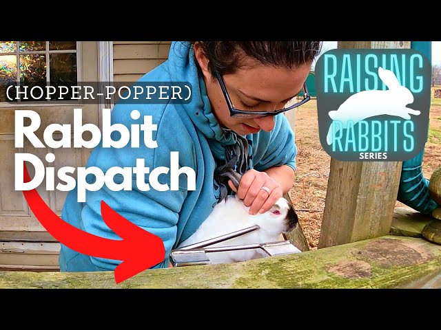 Raising Meat Rabbits: Dispatching a Rabbit Humanely class=