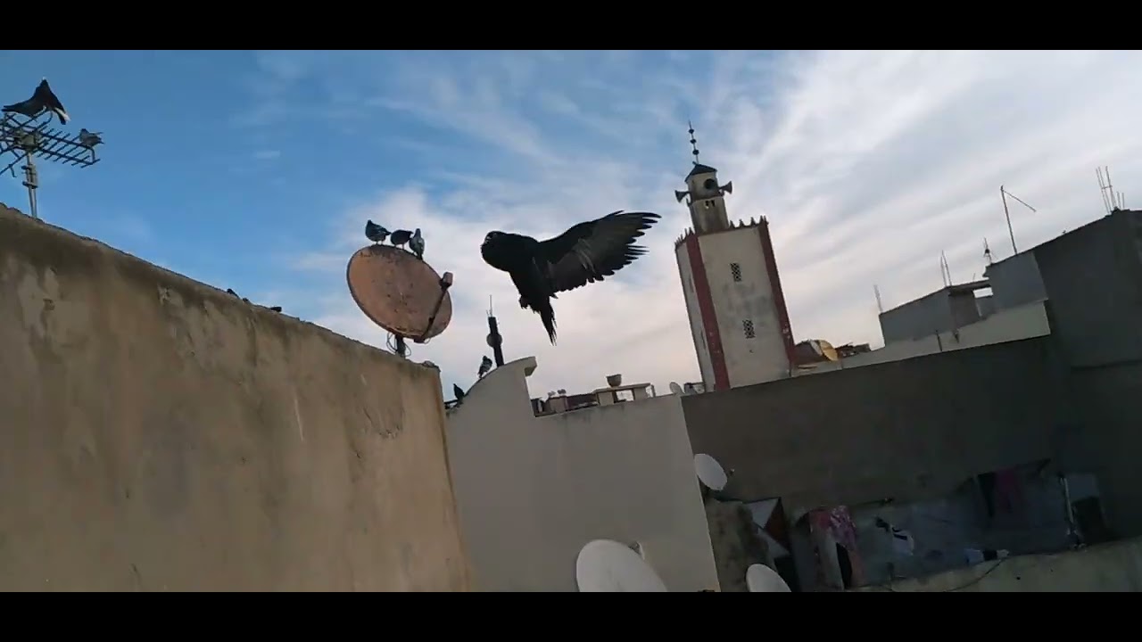 سلام عليكم ورحمة الله وبركاته توليعة خفيفة في حمام سيفيانوس او لي خاصو شي بيسة مرحبا