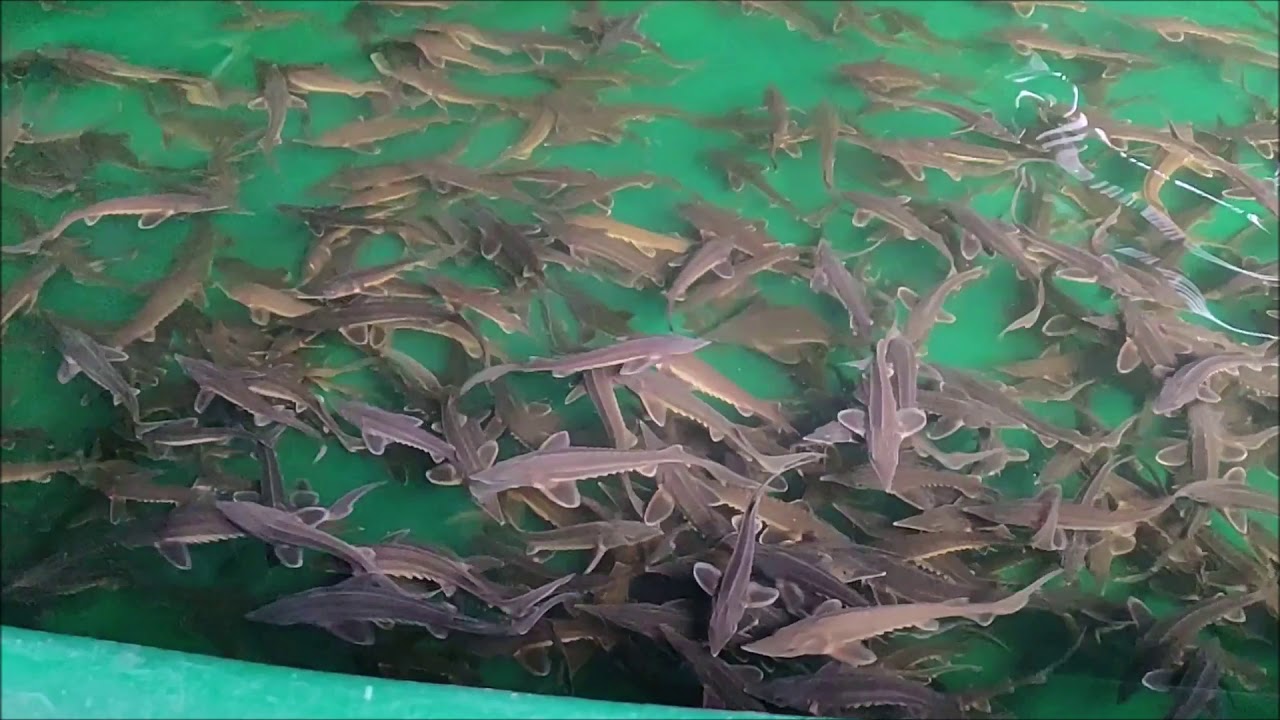 Fresh Water Sturgeon Farming YouTube