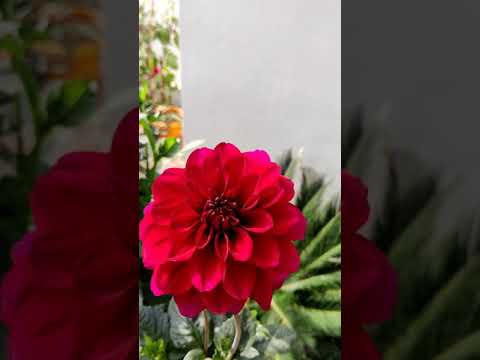 Video: Si Të Rritni Dahlias 