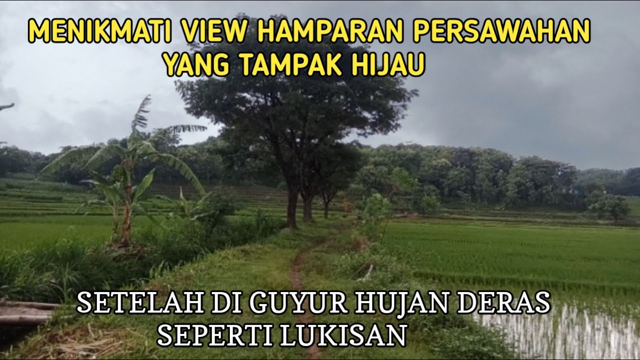 Melihat Pemandangan alam Hamparan sawah yang hijau setelah diguyur hujan deras di pedesaan