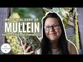 What Is The Best Way To Take Mullein Seeds Narcotics Meaning