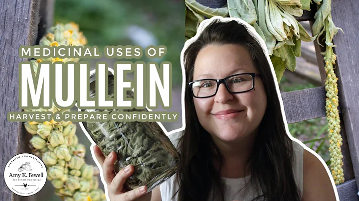 Medicinal Uses of Mullein | One of the BEST Respir...