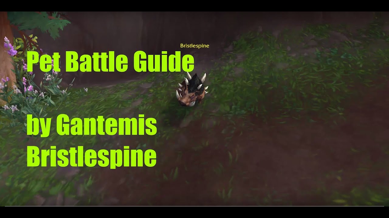 How to defeat Bristlespine pet battle YouTube