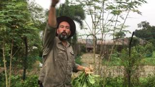 Tropical Permaculture Market Garden, Kuantan, Malaysia