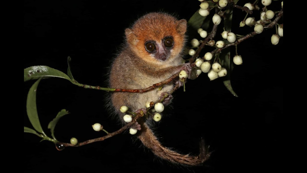 Карликовый мышиный лемур