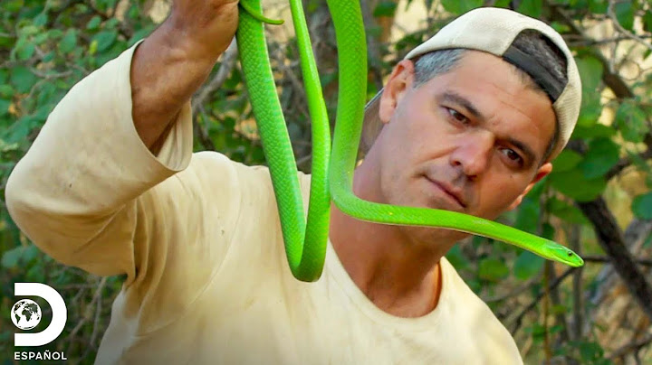 Frank se emociona al tener su primer encuentro con una mamba verde | Wild Frank