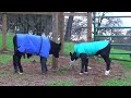 Calves Panda Bob and Mortimer Romp About