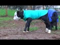 Calves Panda Bob and Mortimer Romp About