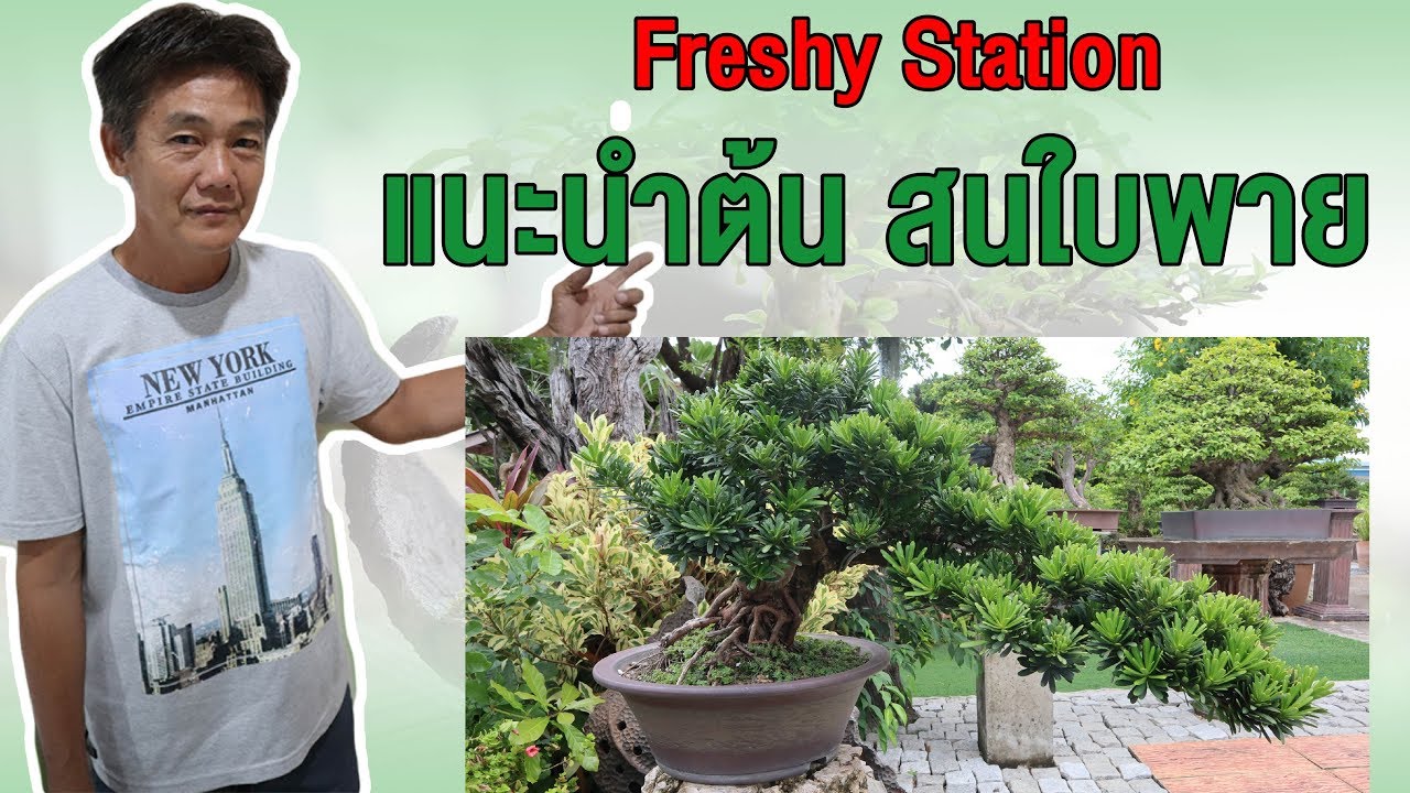 Bonsai Station [Freshy Station] EP. 24 แนะนำสนใบพาย