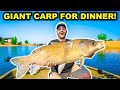 Mega CARP Fishing WILD vs RESTAURANT Challenge!!! (Catch Clean Cook)