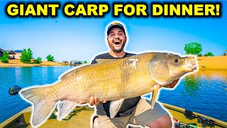 Mega CARP Fishing WILD vs RESTAURANT Challenge!!! (Catch Clean Cook)