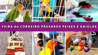 Feira  do Cordeiro - RECIFE- PE parte 2 #passaros #criarpassaros #feiralivre by DOCTV 11,484 views 2 months ago 21 minutes