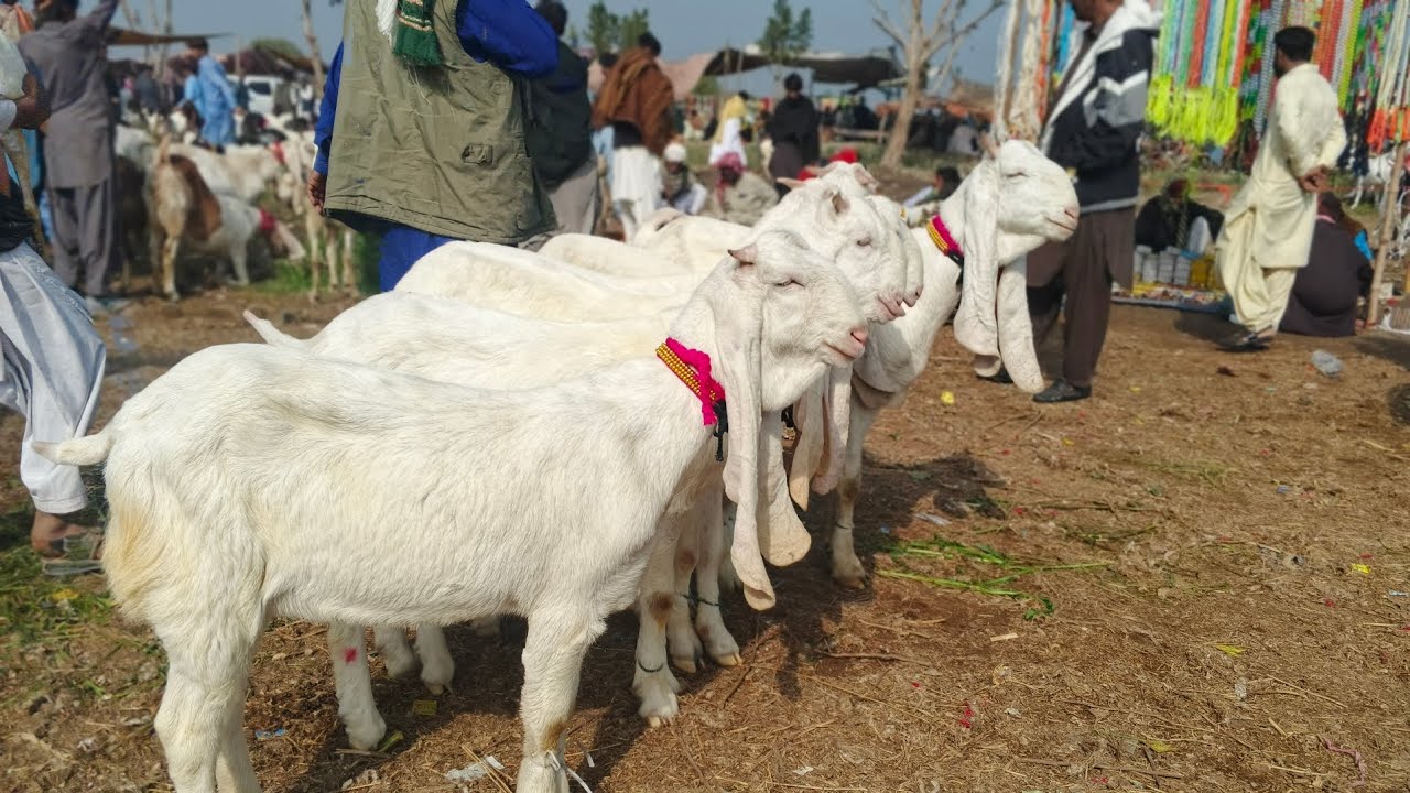 Tando Adam Bakra Mandi updates . Date. 27. 12. 2025