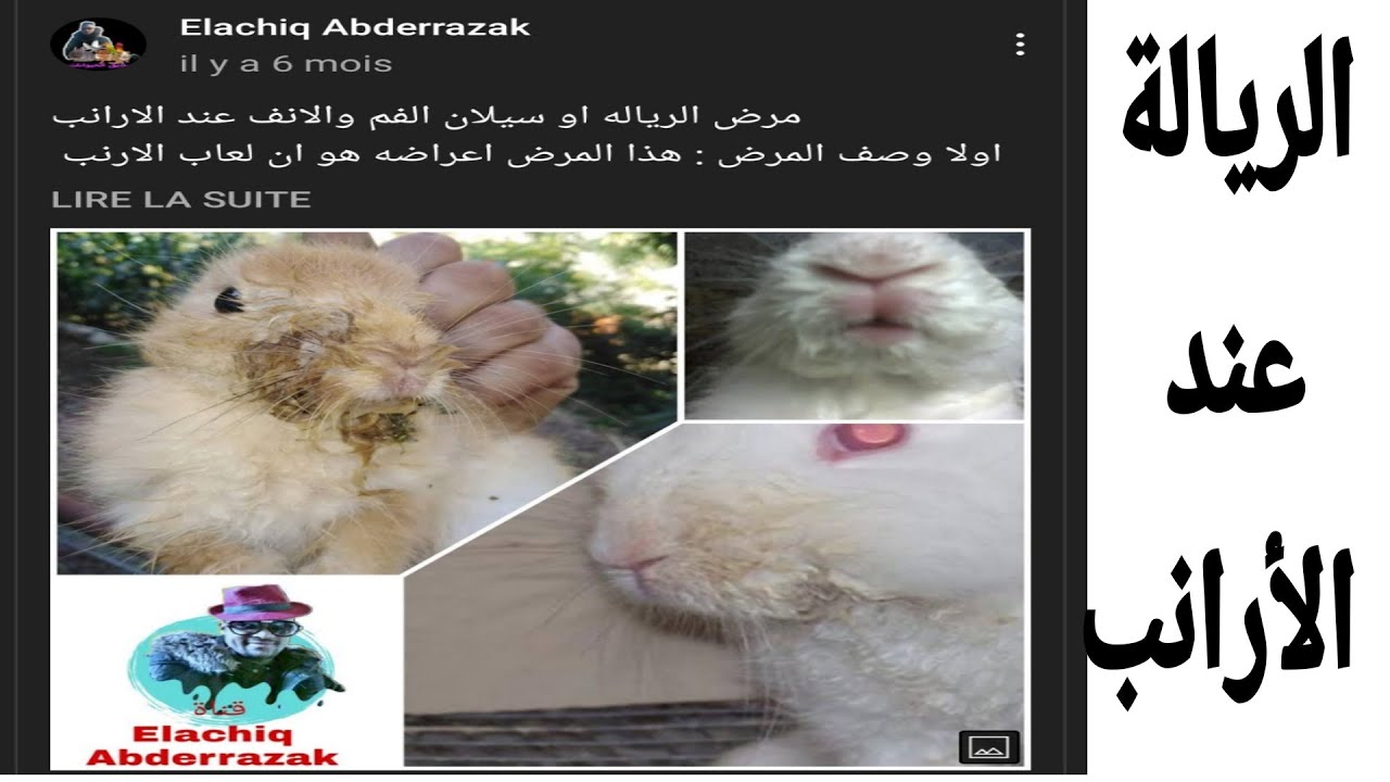 علاج مرض الرياله عند الأرانب دواء طبيعي ودواء بيطري