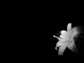 Missing You Lisa Komine With English Lyrics Missing You Lisa Komine With English Lyrics