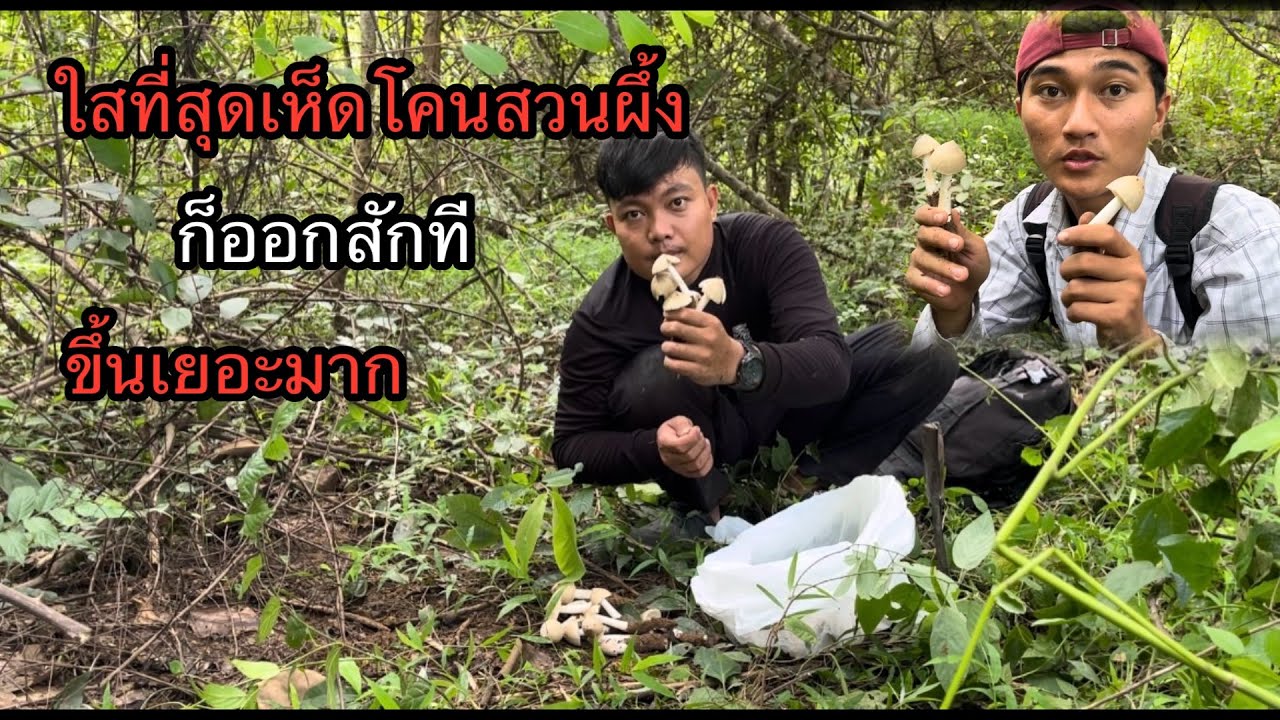 ในที่สุด”เห็ดโคน“สวนผึ้งก็ออกสักทีเจอเยอะมากขุดตาแทบเหลือก.!!