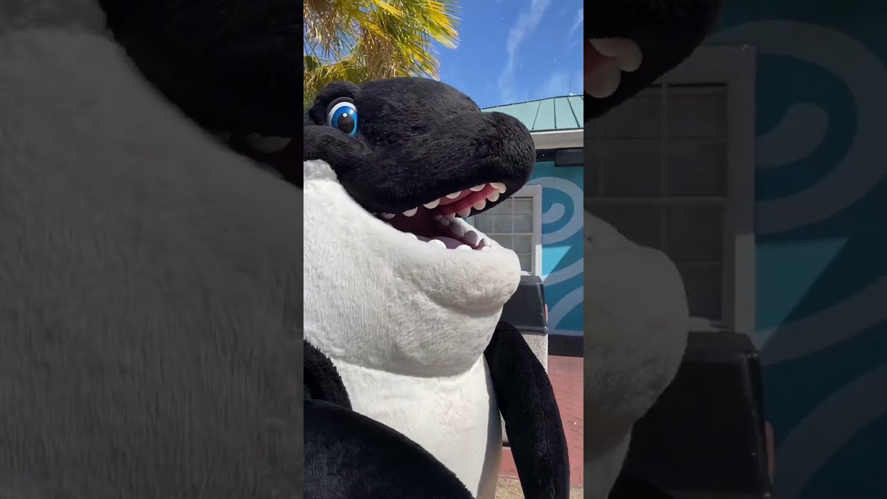 Shamu Has Returned To SeaWorld Orlando 