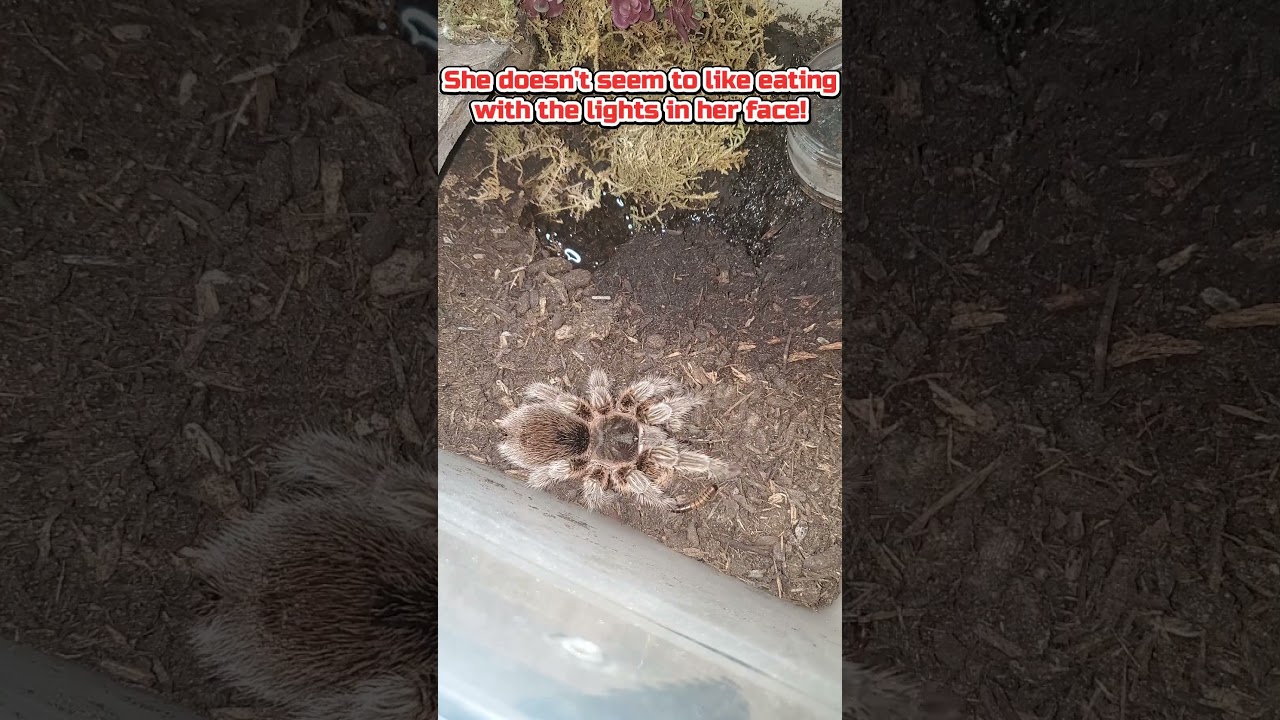 My Gentle Chilean Rosehair Tarantula (Grammostola Porteri) 