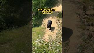 Encountered Bear in Gatlinburg TN🇺🇸 #shorts #bear #blackbear #wildlife #smokeymountains