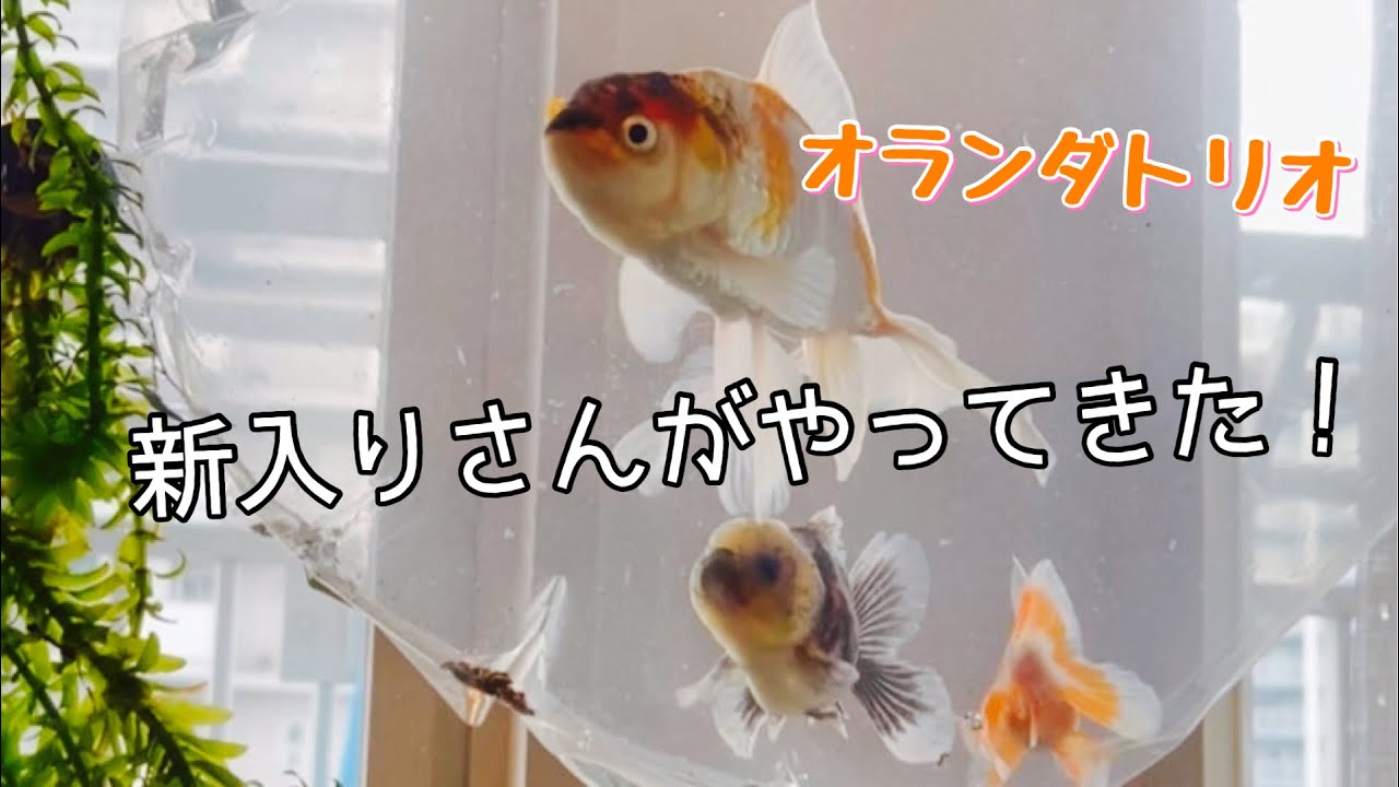 金魚】もうひとつの60センチ水槽を立ち上げ！個性的なオランダたちをご