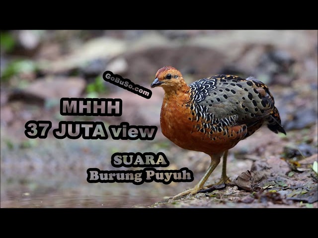 Quail Relaxing Birdsong Music - Suara Pikat Burung Puyuh Jantan Dan Betina Hutan Yang Gacor Mp3 class=