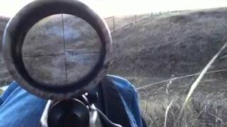 Coyote Hunting With A 17HMR