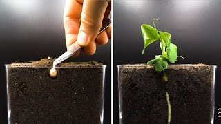 Growing Dwarf Pea Time Lapse - Pea to Pod in 34 Days