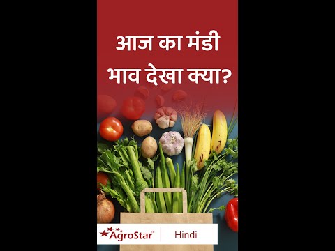 धान के मंडी भाव में आया भारी बदलाव!  - धान के मंडी भाव में आया भारी बदलाव! 